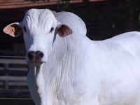 Lote 49