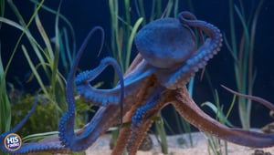 Octopus Causes Power Outage