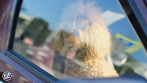 Doggie In the Front, Girlfriend In The Back
