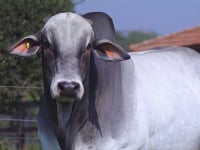 Lote 25