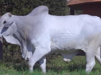 Lote 57