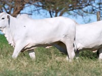 Lote 98