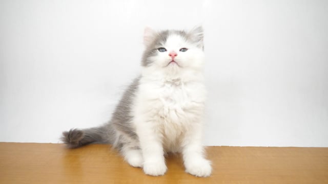 正規品♡ベビモコCAT上下セット♡オフホワイト　サイベリアン 正規品♡ベビモコCAT上下セット♡オフホワイト サイベリアン