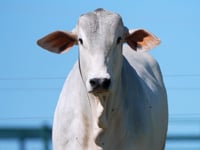 Lote 40