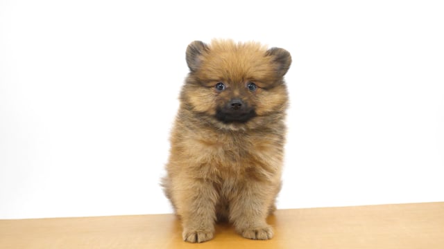 ポメころびページです☆ あんこと日向ぼっこしてたら寝ちゃった