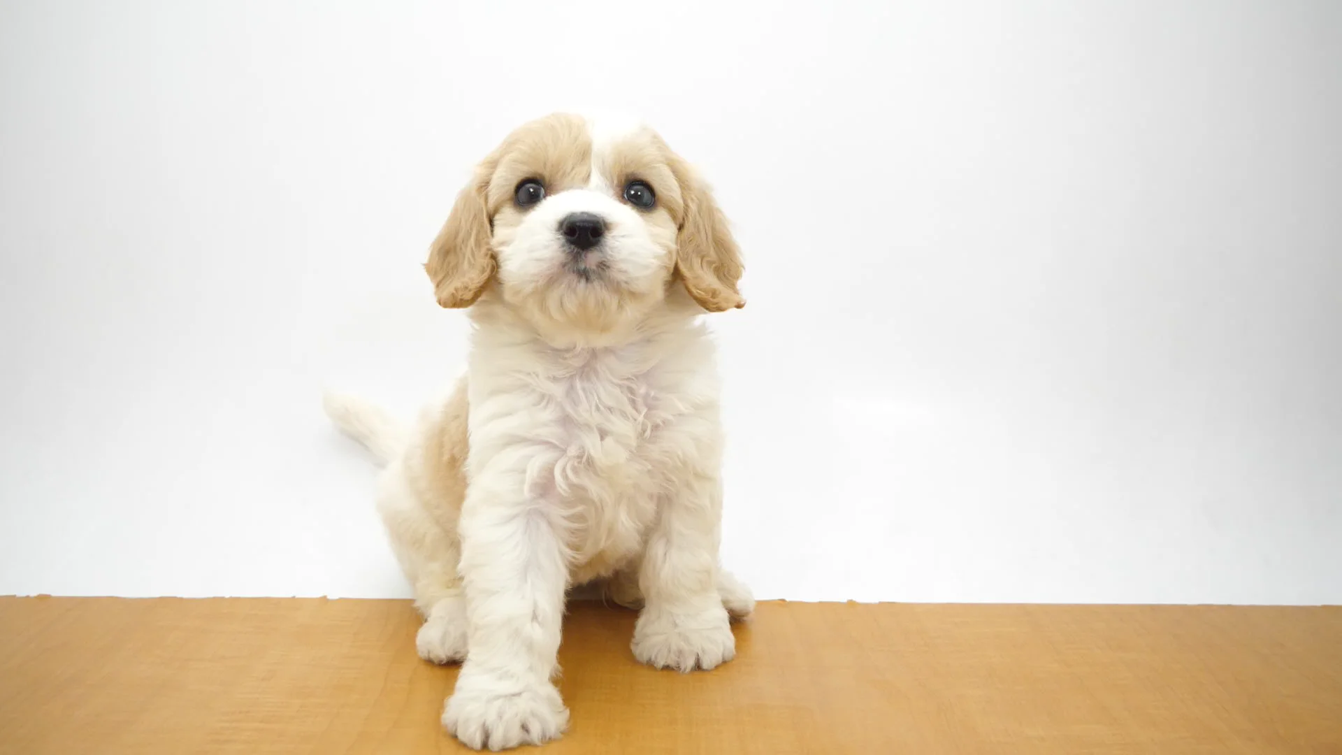 ハーフ犬（キャバビション） クリーム＆ホワイト 女の子 四街道
