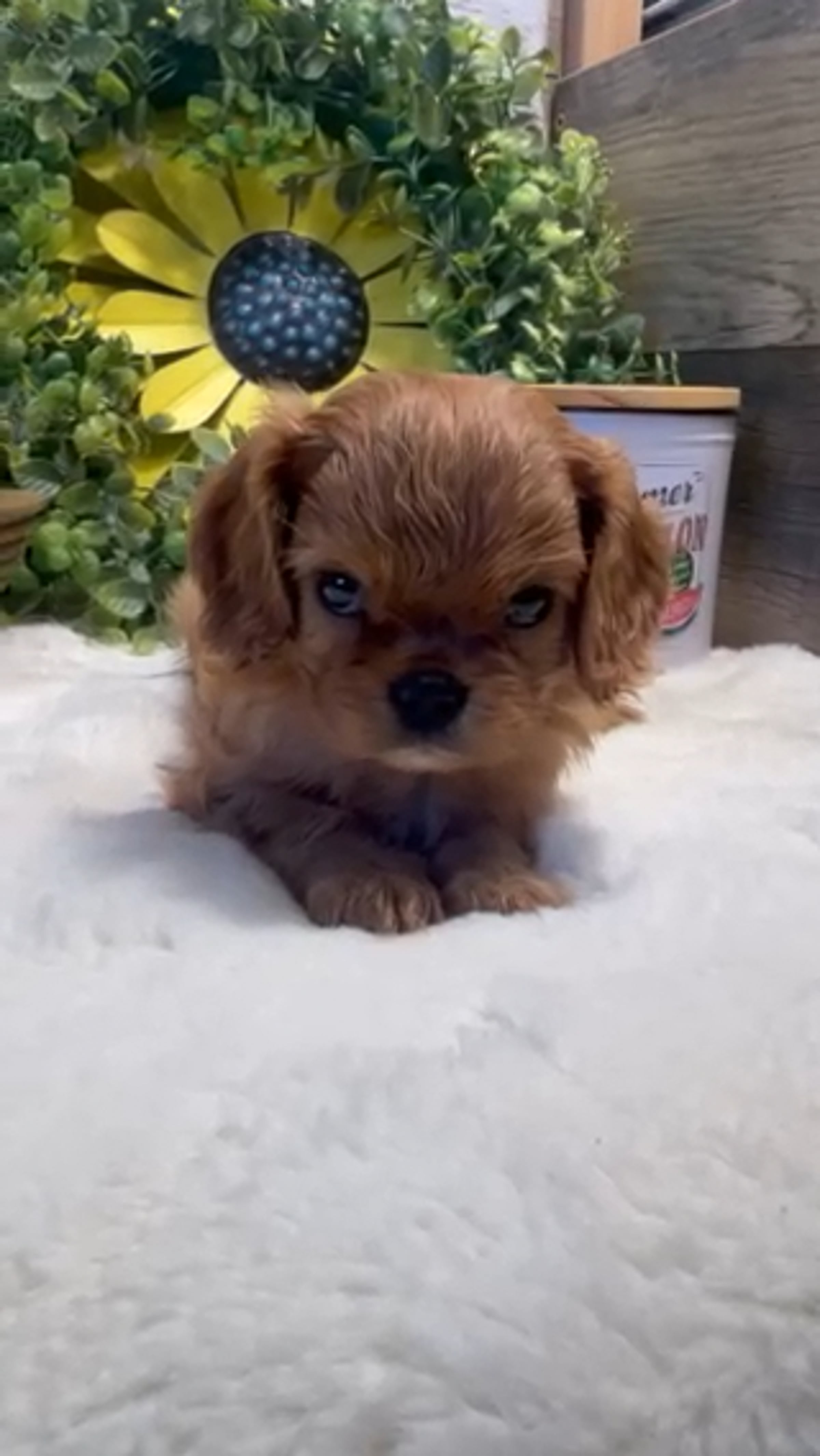 Sandy - Cavalier King Charles Spaniel puppy for sale | Videos & Movies ...