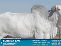 Lote S28