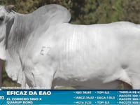 Lote S33