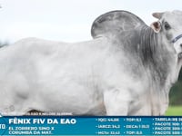 Lote S43