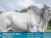 Lote S45