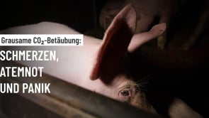 Grausame CO₂-Betäubung: Schmerzen, Atemnot und Panik �