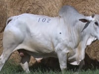 Lote 102