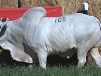 Lote 109