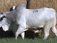 Lote 110