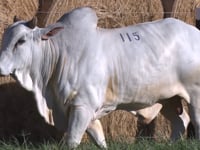 Lote 115