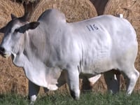 Lote 116