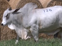 Lote 120