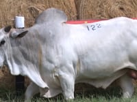 Lote 122