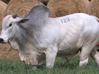 Lote 123
