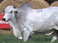 Lote 124