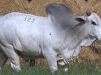 Lote 125