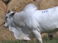 Lote 126