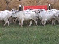 Lote 02