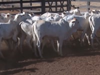 Lote 04