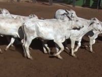 Lote 09