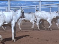 Lote 16