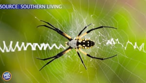Have You Ever Heard of A Writing Spider?