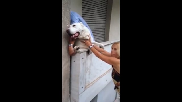 Αθήνα: Διάσωση σκύλου που σφήνωσε σε μπαλκόνι διαμερίσματος στο Κολωνάκι 6-7-2014