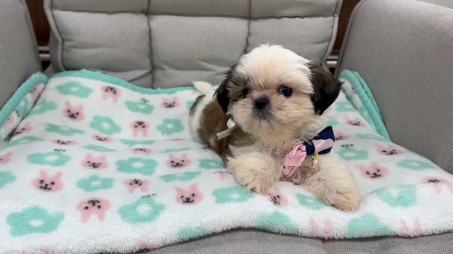 ⭐︎新品未使用品⭐︎白浜ブルース ゴーゴー・チンポラー ⭐︎7インチ⭐︎屋良ファミリーズ えっくす☆きゅーと11thシリーズ第14弾「あおと」「ゆうた」が