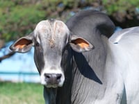 Lote 02
