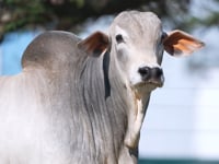 Lote 29