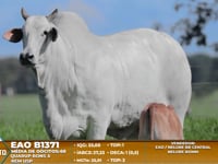 Lote A01