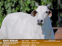 Lote A03