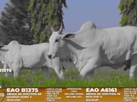 Lote A05