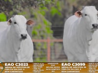 Lote A06