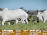 Lote A07