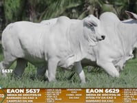 Lote A08