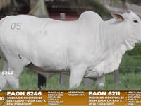 Lote A09