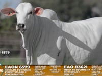 Lote A10