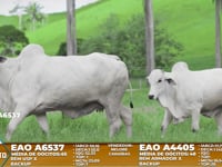 Lote A12
