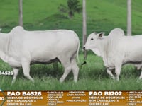Lote A13