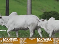 Lote A14