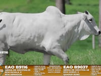 Lote A15