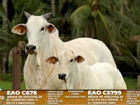 Lote A16