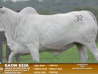 Lote A17
